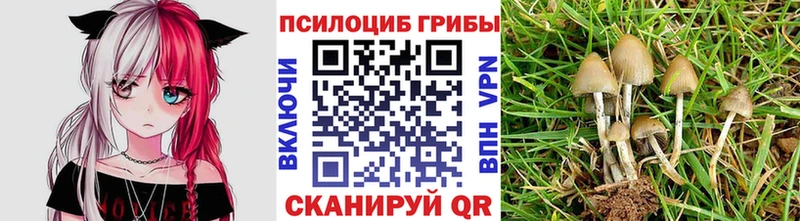 Псилоцибиновые грибы Psilocybine cubensis  ссылка на мегу   Истра 